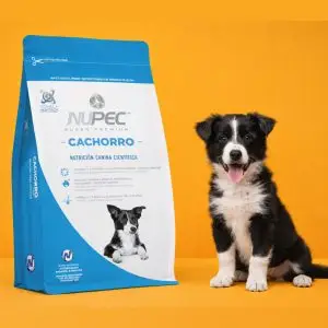 Cachorro