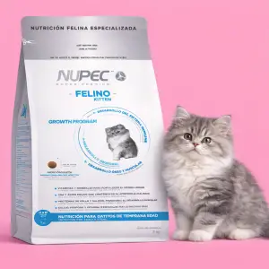 Gatito y Hembras Gestantes o Lactantes